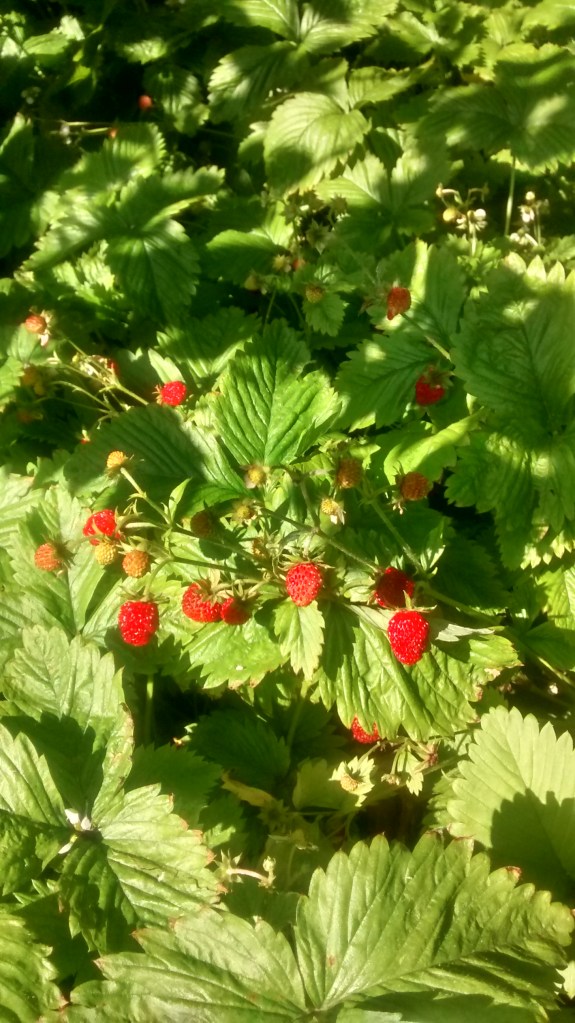 IMG_20150709_162620131_HDR